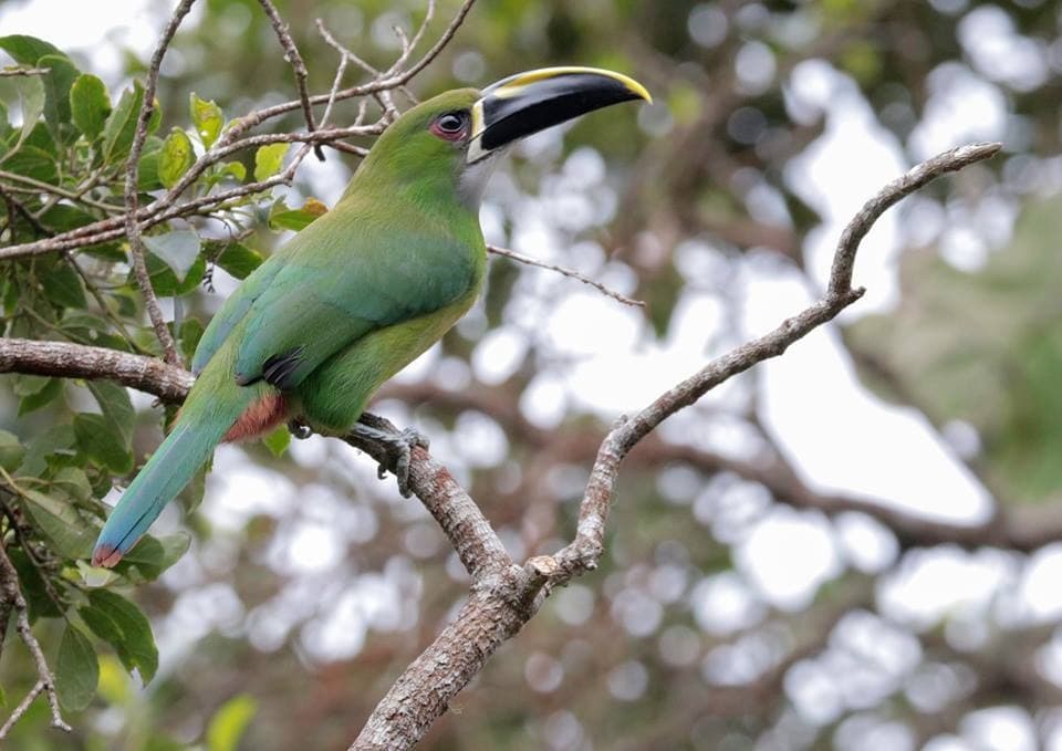 Parque Nacional del Manu: El Corazón del Amazonas
